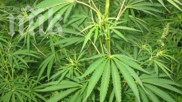 Спипаха българин в Белгия с близо 600 кг марихуана