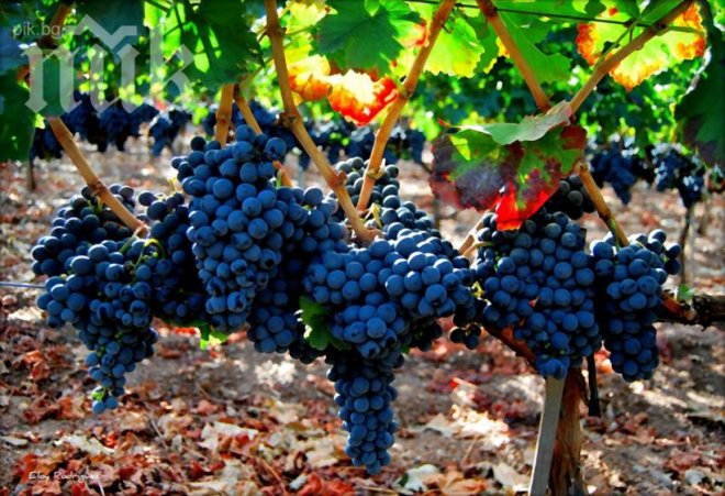 Полицаи от Твърдица осуетили кражба на грозде