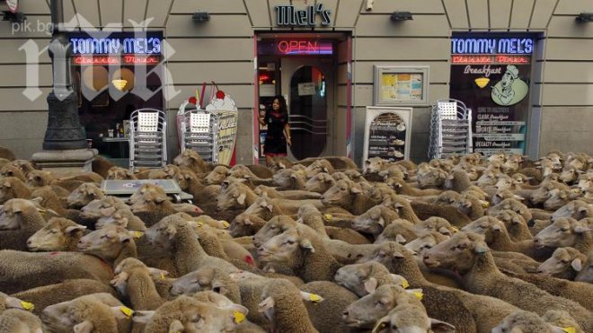 Парадът на овцете в центъра на Мадрид шашна туристите