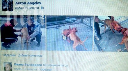 питбули ръфат смърт показва скандална снимка фейсбук