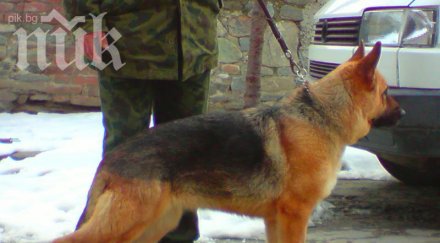 винят полицейски кучета расизъм