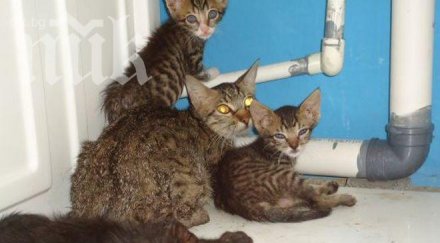 глезят кучета котки спа център пловдив