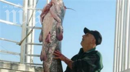рекорд извадиха сом гигант дунав тежи килограма