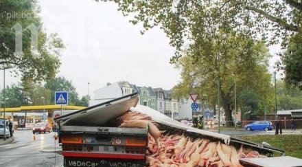 зрелище български камион разпиля 400 свински трупа улиците немски град уникални снимки