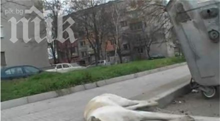 изтровиха кучета столицата