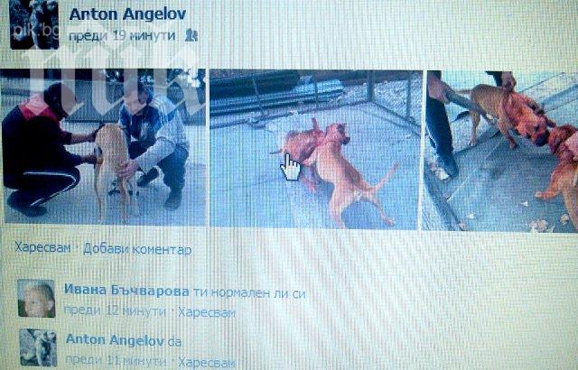 Питбули се ръфат до смърт, показва скандална снимка във Фейсбук