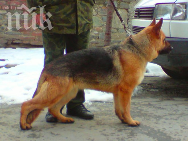 Винят полицейски кучета в расизъм