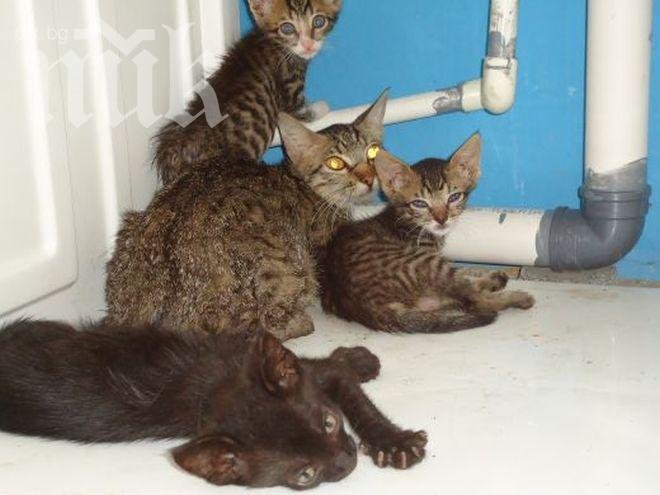 Глезят кучета и котки със СПА център в Пловдив