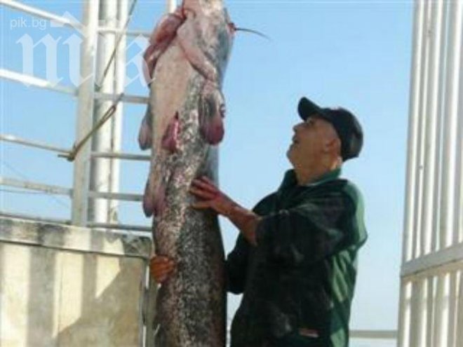 Рекорд! Извадиха сом-гигант от Дунав, тежи 50 килограма