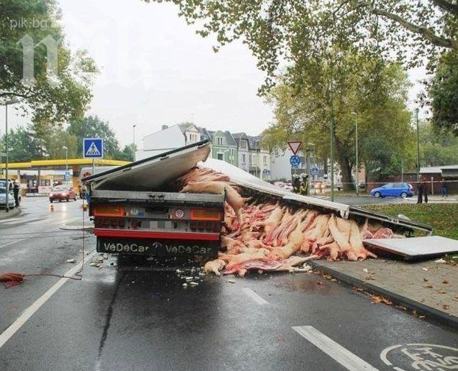 Зрелище! Български камион разпиля 400 свински трупа по улиците на немски град (уникални снимки)