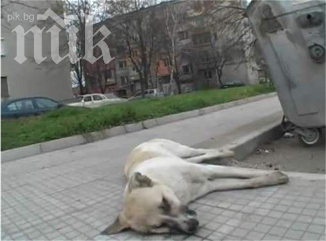  Изтровиха 15 кучета в столицата 