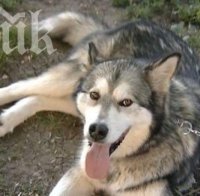 Заключиха 65-годишен мъж, прострелял пастирско куче