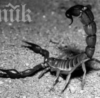 Скорпиони взеха страха на Хасково