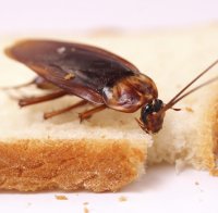 Магазин пробута сготвени картофи с жива хлебарка на 3-годишно варненче