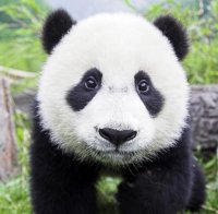 Китай разменя панди срещу уран