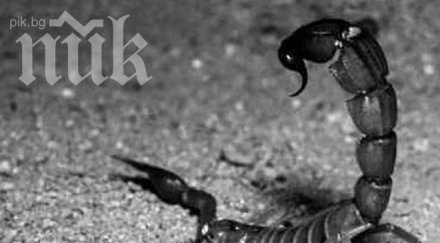 скорпиони взеха страха хасково