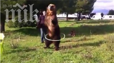 уникално цирково изпълнение мечката дима видео