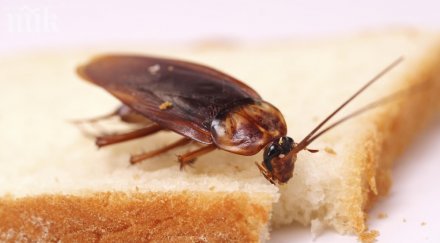 магазин пробута сготвени картофи жива хлебарка годишно варненче