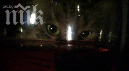 хит япония компания пусна продажба вино котки