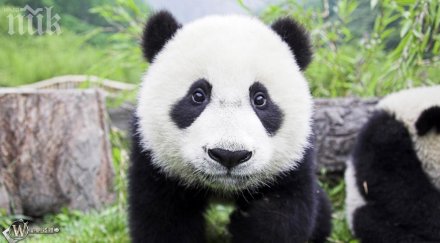 китай разменя панди уран