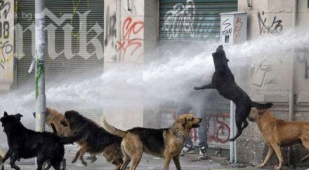 бездомни кучета чили станаха полицаи
