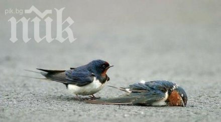 хичкок невиждан мор птици североизточна българия