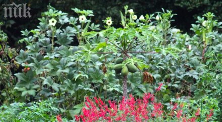 кризата удари градината мишел обама катерички изядоха чери доматите