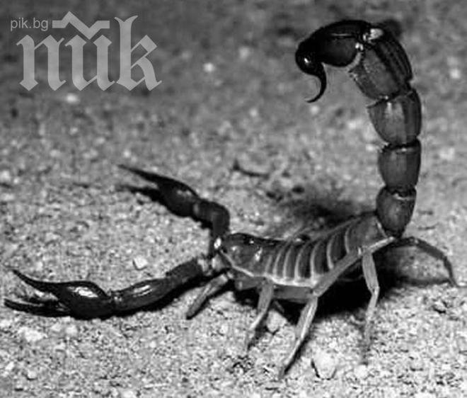 Скорпиони взеха страха на Хасково