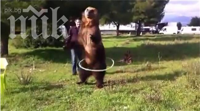 Уникално цирково изпълнение на мечката Дима (видео)