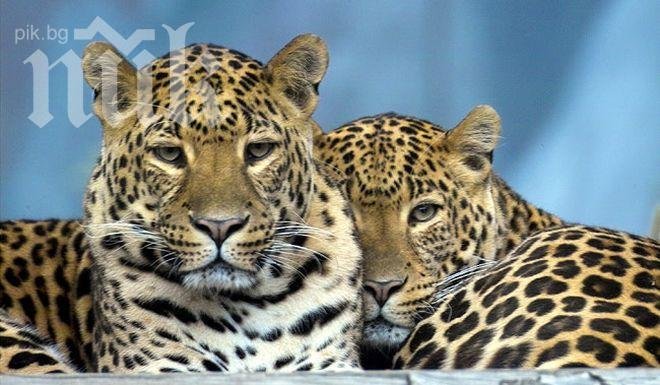 Светкавица е причинила голям пожар в резерват за леопарди