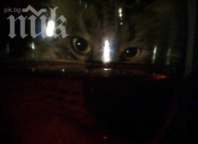 Хит в Япония! Компания пусна в продажба вино за котки