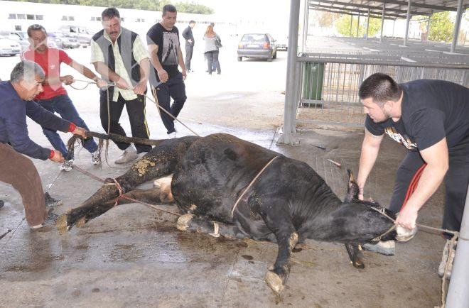 Колят бик за курбан на бежанците в лагера Пъстрогор
