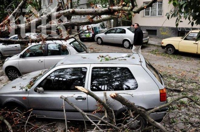 Поркан шофьор се натресе в дърво в Добрич