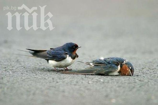 По Хичкок: невиждан мор на птици в Североизточна България