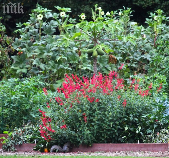 Кризата удари градината на Мишел Обама - катерички изядоха чери доматите й