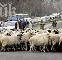 Ужас! Запалиха умишлено ферма с 400 овце, животните са сред пламъците