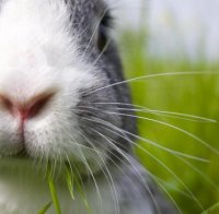 Шотландски остров ще избие хиляди зайци, ровели в гробището