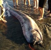 Второ морско чудовище изплува на едно и също място в рамките на седмица (снимка)