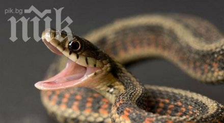 гладна змия надзърта прозорците лом плаши гражданите
