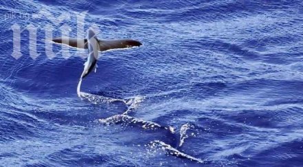 биолози смаяни летящи риби превзеха каналите венеция