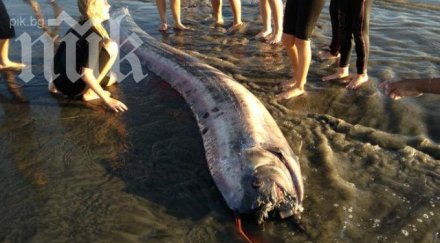 второ морско чудовище изплува едно също рамките седмица снимка