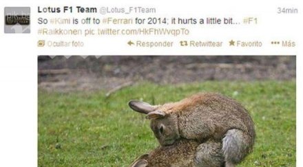 шотландия избиват 000 зайци