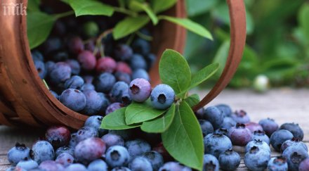 лилавите сините плодове гонят старостта