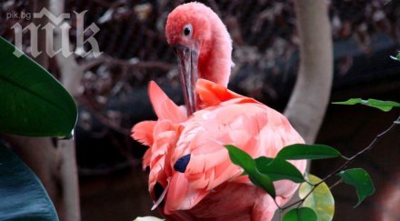 второ розово фламинго появи атанасовското езеро бургас