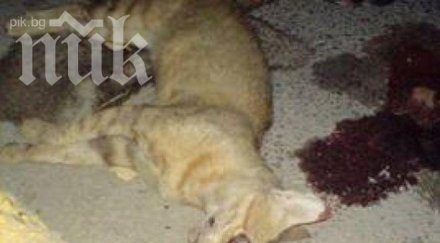 масово убийство котки дупница обезглавени