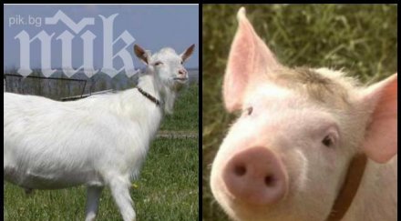 животинска драма метрова топола уби коза прасе