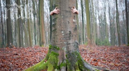дърветата излъчват положителна енергия