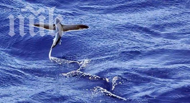 Биолози смаяни! Летящи риби превзеха каналите на Венеция