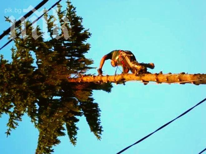 Пиян се качи на 15-метров бор, падна и загина на място