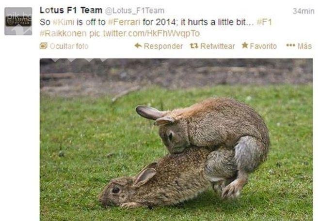 В Шотландия избиват 16 000 зайци